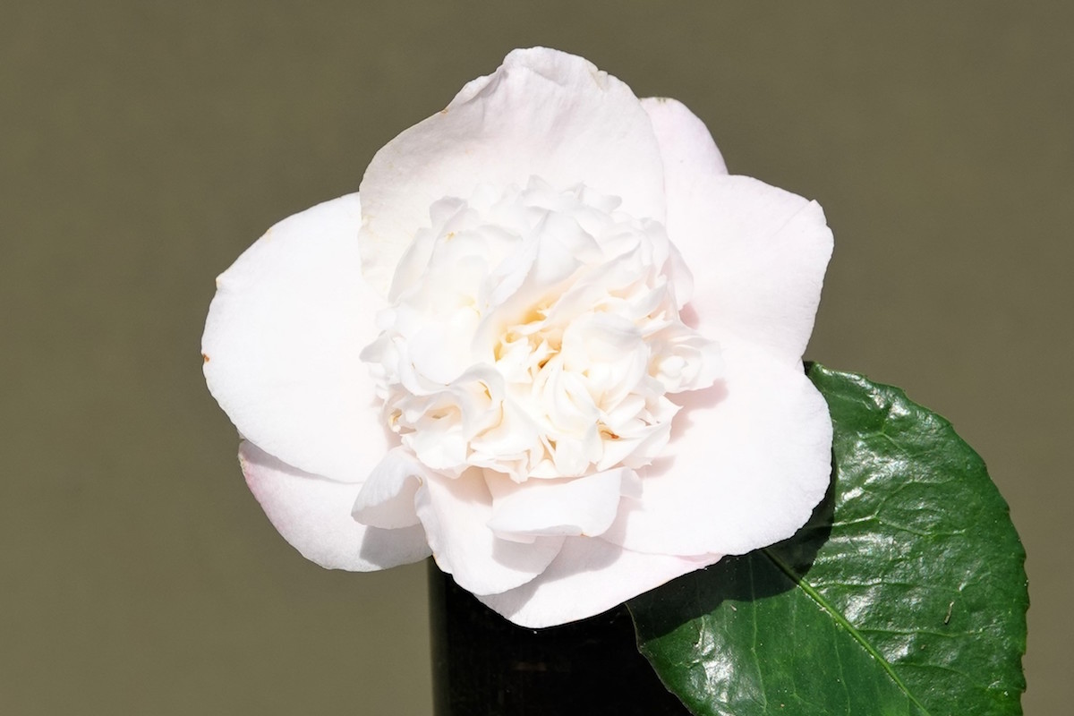 Nuccio's Pearl